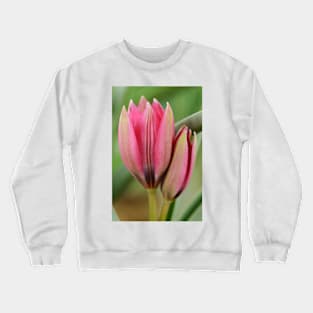Tulipa  &#39;Little Beauty&#39;  AGM  Tulip  Miscellaneous tulip Crewneck Sweatshirt